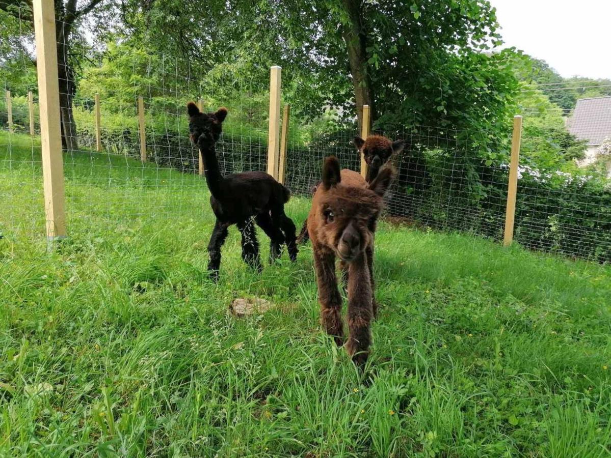 Casa De Alpaca Daire Schmelz Dış mekan fotoğraf